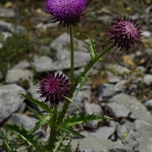 Onopordum tauricum